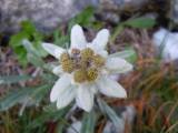 04. Troglav